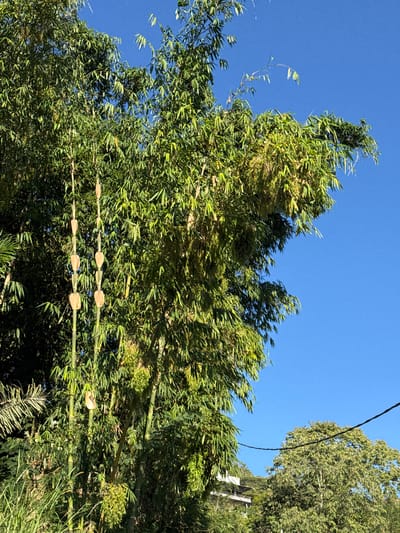 The image depicts a close-up view of a lush bamboo grove against a clear blue sky. The bamboo stalks are tall and green, with many branches laden with slender, pointed leaves. Some of the stalks have prominent nodes with what appear to be leaf sheaths or developing buds. In the background, there is dense foliage, suggesting a natural or semi-natural environment. Further in the distance, a house or building is visible on a hillside, partially obscured by trees. A power line stretches diagonally across the upper right portion of the image. The scene suggests a tropical or subtropical setting, consistent with the location in Kintamani, Indonesia.