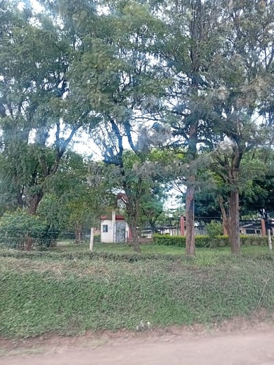 This image depicts an outdoor scene in Nanyuki, Kenya. The foreground consists of a dirt road or path, bordered by a dense, low-cut green hedge or ground cover. Beyond this, a series of tall, mature trees with substantial foliage dominate the midground and background, obscuring much of the distant view. Between the trees, a small, white rectangular building with a distinctive red-brown pitched roof is visible. This structure appears to have a single window and possibly a doorway on its visible side. To the right of the building, a dark metal fence or gate with vertical bars and horizontal supports is partially visible, suggesting an enclosed area. No individuals or specific actions are discernible within the frame. The overall environment is green and verdant under an overcast sky.
