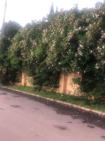 In Rayfield, Nigeria, a street runs alongside a wall covered in dense green foliage adorned with numerous small white and reddish flowers. The wall is constructed from light brown, stucco-like material with visible vertical lines indicating sections. The street is paved with asphalt and shows signs of wear, with several dark, wet patches and scattered debris, including dry leaves and flower petals. A concrete curb separates the street from a narrow strip of green grass and more vegetation. Tall, dark green coniferous trees are visible behind the flowering bushes, and a bright, overcast sky forms the backdrop. The scene appears to be an outdoor environment in a residential or natural area of Rayfield.