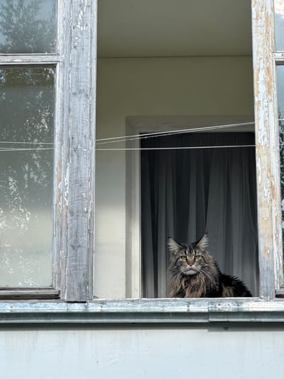 A Maine Coon cat with tabby markings peeks its head out of a weathered window frame. The cat is positioned in the upper right quadrant of the image, with its head tilted and its gaze directed towards the camera. Its fur is long and shaggy, with distinct brown and black stripes. The cat's eyes are a bright, alert yellow-green.
The window frame itself appears old and worn, with peeling white paint on the wooden parts. The window has multiple panes, some of which are visible at the bottom of the frame, reflecting the outdoors. Behind the cat, a dark, horizontal striped fabric is visible, possibly a blind or curtain. Two thin white cords hang vertically in front of the dark fabric.
The overall setting suggests an outdoor or semi-outdoor environment, given the natural light and the reflections in the window. The time of day appears to be daytime, as indicated by the lighting. The image has a candid feel, capturing a moment of curiosity from the feline subject. There is no visible text in the image. The location is identified as Chernushka, Russia.