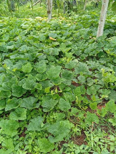 The image depicts a lush field of pumpkin plants, characterized by their large, vibrant green leaves and sprawling vines. The plants are growing densely, covering the ground and creating a dense canopy. Scattered amongst the leaves are small, light green tendrils, indicative of new growth. A few dry, fallen leaves are also visible, adding a touch of natural decay to the scene.

In the background, the scene is framed by tall, thin trees with rough, light-colored bark, suggesting a rural or agricultural setting. Some hints of other vegetation, possibly corn stalks, can be seen behind the pumpkin plants, further emphasizing the cultivated nature of the location. The ground beneath the plants appears to be dark soil, interspersed with some dry leaves and grass.

The lighting suggests it is daytime, possibly early morning or late afternoon, with soft, diffused light that highlights the textures of the leaves. There are no people visible in the image, and the overall mood is one of natural growth and abundance. The location context is identified as Carmen, Philippines, which aligns with the tropical or subtropical appearance of the vegetation. There is no visible text in the image.