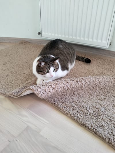 A cat is resting on a brown shag rug. The cat is mostly white around the face and chest, and has a dark gray striped back and tail. The rug is situated on a light-colored wooden floor, and a white radiator is positioned against a light green wall in the background. The location is Krykhivtsi, Ukraine.