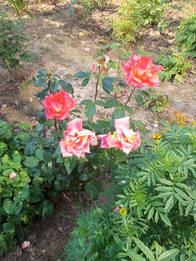 In a sunlit garden area, a cluster of roses with peach and pink petals are in bloom. The roses exhibit a gradient of color, with deeper hues towards the edges and lighter, yellow-tinged centers. Some roses are fully open, revealing their intricate petal structure, while others are partially closed or appear to be fading. Dark green foliage surrounds the roses, creating a lush backdrop. Scattered amongst the roses are a few wilting petals and small brown spots on some of the rose petals, suggesting they are past their peak bloom. The ground is a mix of sandy soil and dried leaves. In the background, other green plants and some small orange flowers are visible, adding depth to the scene. The overall impression is one of a natural, slightly unkempt garden setting.