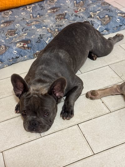A dark grey brindle French Bulldog is lying on its side on a light-colored tiled floor. Its head is turned towards the camera, and its eyes are open. The dog's ears are large and upright. Next to the French Bulldog, a tan paw is visible, suggesting another dog is present but mostly out of frame. Behind the French Bulldog is a blue blanket with a pattern of cartoon dogs and paw prints. A small portion of an orange object is visible in the upper left corner of the image. This scene is indoors, likely in a residential setting.