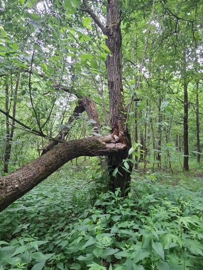 The image depicts a forest scene in Balashikha, Russia, characterized by dense foliage and a fallen tree. The foreground is dominated by a thick carpet of green plants, possibly nettles, covering the forest floor. A large tree trunk, partially split and with a significant branch broken off, stands prominently. This broken branch extends horizontally across the frame, covered in moss. The background reveals a dense forest with numerous trees, their leaves forming a green canopy overhead. The overall impression is one of a natural, wild environment. There are no people or animals visible in the image. The lighting suggests it is daytime, with overcast or diffused sunlight filtering through the leaves.