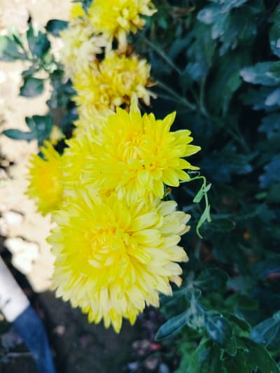 The image displays a close-up view of bright yellow chrysanthemums. The flowers are in various stages of bloom, with some fully open and others still developing. They are arranged in a cluster, with the prominent foreground blooms showcasing their delicate, layered petals. Dark green foliage forms the background, creating a contrast that emphasizes the vibrant yellow of the flowers. The lighting suggests an outdoor setting, possibly a garden or park. The image does not contain any elements that can be used to determine its location within the city of Қарабұлақ, Kazakhstan. There are no people or discernible actions in the scene.