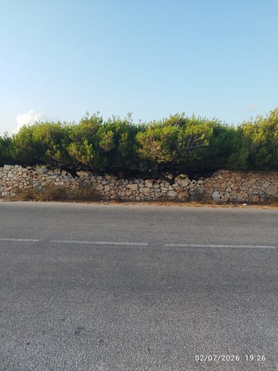 This is a landscape photograph taken from a road. The foreground shows a section of an asphalt road with a dashed white line marking the lane. In the midground, there is a low, rustic stone wall, typical of rural Maltese scenery. This wall is topped by a dense line of lush green pine trees, their branches arching over the wall and casting shadows. The background is dominated by a clear, pale blue sky, with a few wispy white clouds visible on the left.
The scene depicts a serene, natural setting likely in a rural or coastal area. The lighting suggests it is late afternoon or early evening, given the warm tones and the long shadows cast by the trees. The weather appears clear and calm. The date and time stamp overlaid on the image indicates it was taken on July 2, 2026, at 19:26. The location context provided is Dingli, Malta, which is known for its dramatic cliffs and rural landscapes, fitting the visual elements of the photograph. There are no people or animals visible in the image, focusing the viewer's attention on the natural elements and the man-made stone wall. The overall mood is peaceful and tranquil.