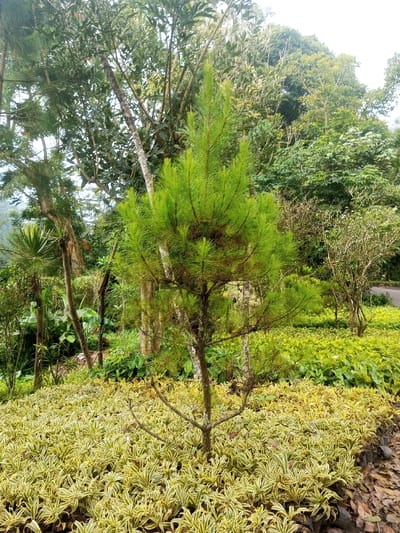 A small evergreen tree stands centered in a garden. It is surrounded by vibrant, variegated ground cover with yellow and white foliage. Taller trees and green foliage create a backdrop. The area appears well-maintained with a natural, lush environment. The tree’s bright green needles contrast with the lighter ground cover. A hint of pavement is visible behind the foliage.