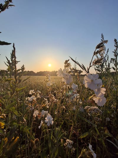 A close-up, low-angle, outdoor photograph captures a field of white flowers at sunrise. The sun is a bright, yellow orb low on the horizon, casting a warm glow across the scene and creating sun flares. In the foreground, several stalks of white flowers with delicate petals are prominently displayed, some in sharp focus while others are softened by the morning light. Behind them, the field stretches out, filled with a dense carpet of white blossoms and green foliage, extending towards a treeline in the distance. The sky above is a clear, gradient blue, transitioning from a pale yellow near the horizon to a deeper blue overhead. The overall impression is one of natural beauty and tranquility at the start of a new day in a rural setting, potentially within the Дубровенскі сельскі Савет region of Belarus, though no specific identifying landmarks are visible.