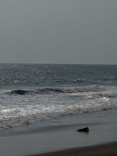 The image displays a coastal scene in Belalang, Indonesia. The upper half of the frame is dominated by a uniform, light gray sky. Below the sky, a vast expanse of dark blue-gray ocean is visible, with numerous bright glints of sunlight reflecting off its choppy surface. Several lines of white-foaming waves are shown breaking as they approach the shore. In the lower right foreground, a dark-silhouetted canine, consistent with a dog, is observed lying low in the shallow water at the immediate sandy waterline. The animal's head is oriented towards the right side of the frame. The beach consists of dark, wet sand. No human figures or other distinct objects are visible.