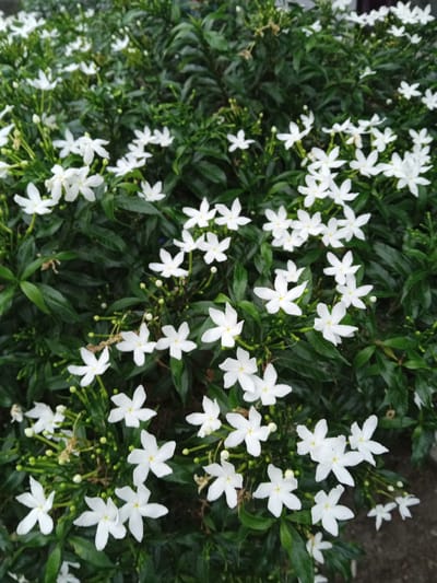 A close-up, overhead shot captures a dense cluster of white jasmine flowers and their dark green foliage. The flowers, with their five delicate petals and yellow centers, are scattered throughout the frame, some in full bloom and others as small buds. The leaves are lush and varied in size, creating a textured background for the bright white blossoms. The lighting appears to be natural daylight, casting soft shadows and highlighting the delicate details of the flowers. The scene is likely outdoors, possibly in a garden or park setting. No people or specific man-made structures are visible. The ground beneath the foliage is indistinct. The image composition is tight, focusing exclusively on the floral arrangement. The overall impression is one of natural beauty and abundance.