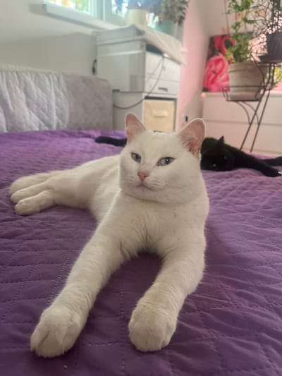 The media file shows two cats on a purple quilted surface, likely a bed. In the foreground, a white cat with striking blue eyes is lying on its side, with its front paws stretched out. The cat is looking towards the camera with a relaxed expression. Behind the white cat, a black cat is partially visible, lying down on the same surface. The background is somewhat blurred, but suggests an indoor setting with furniture and a window. The lighting appears to be natural, possibly from a window, indicating it could be daytime. The overall scene evokes a sense of domestic tranquility and comfort. There is no visible text in the media file. The location context is Gat', Russia.