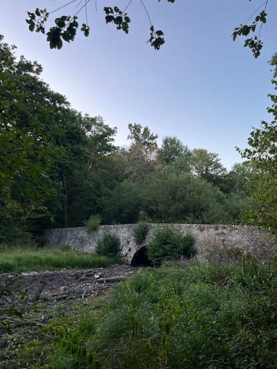 The image depicts an old stone bridge spanning a dry riverbed in Rambouillet, France. The bridge has a single arch and is covered in moss and vegetation. The riverbed is filled with debris, including branches and logs. The surrounding area is densely forested with lush green trees. The sky is clear and blue, with some leaves from overhanging branches framing the top of the image. The overall scene suggests a natural, somewhat overgrown environment.