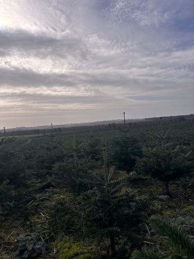 The image displays an extensive conifer plantation located in Kirkton of Menmuir, United Kingdom. The foreground and midground are densely populated with numerous young evergreen trees, exhibiting a degree of uniform spacing and varying heights. Visible organic debris, including moss and fallen needles, covers the ground between the trees. A distinct, dark treeline is present in the mid-distance, with a light, hazy landscape extending to the far horizon. The sky is entirely overcast, dominated by layered grey and white clouds, suggesting diffuse natural lighting conditions. No human figures, animals, or active interactions are depicted within the scene.