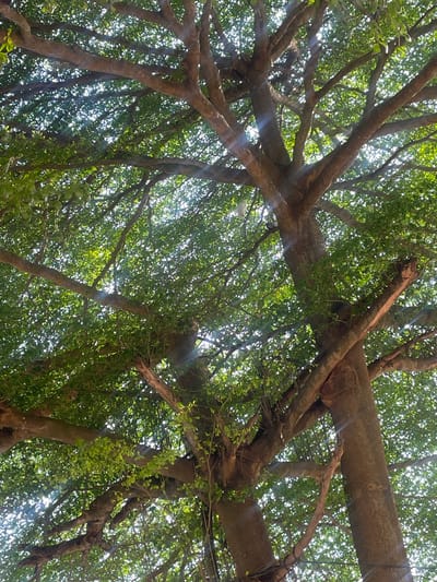 This low-angle shot captures the dense canopy of a large tree in Alagba, Nigeria. The thick, brown branches spread outwards, creating a complex network against the bright sky. Sunlight filters through the abundant green leaves, casting dappled light and lens flares across the scene. The trunk of the tree is sturdy and textured, with smaller branches and vines clinging to its surface. The environment appears to be a natural, possibly park-like setting within the city, characterized by lush vegetation and clear daylight.