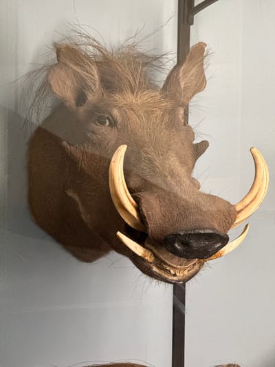 The image shows a mounted head of a warthog, likely on display in a museum or exhibit. The warthog has prominent tusks and coarse hair. The head is positioned inside a glass enclosure. A small portion of another object is visible on the right side of the frame. The background is a light blue-grey colour. There is no information about location of image or people, subjects, objects, actions, interactions, and the environment.