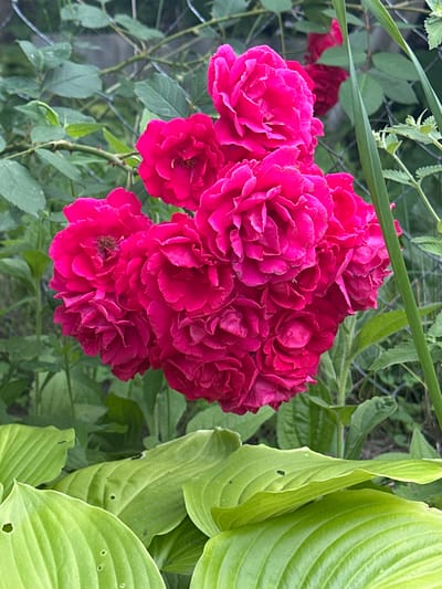 This is a close-up, eye-level, outdoor photograph of a cluster of bright pink roses in full bloom. The roses are the primary subject, filling a significant portion of the frame. Their petals are ruffled and layered, creating a rich, textured appearance. The lighting suggests it is daytime, likely a sunny or overcast day, casting soft shadows.
The roses are situated amidst lush green foliage, with some stems and thorns visible. In the background, a metal fence or trellis can be seen, partially obscured by leaves and stems, hinting at a garden setting. To the right of the roses, large, bright green leaves of what appears to be a hosta plant are prominent, their ribbed texture adding contrast to the softness of the rose petals. The overall scene conveys a sense of natural beauty and growth, typical of a garden in the warmer months. There is no visible text in the image. The location context provided is Zvenyhorodka, Ukraine.