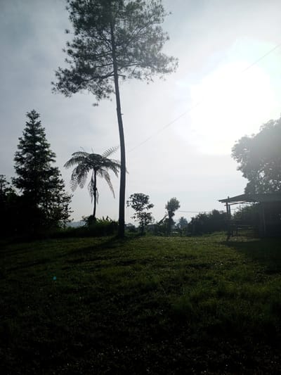 The image depicts a grassy field in Thalang, Laos. The foreground is mostly dark, showing dense, green grass. Several trees are scattered across the scene. From left to right, there's a tall, dark evergreen tree, followed by a fern tree. A very tall and thin tree stands next to the fern, reaching high into the sky. Further in the background, there are a few smaller trees and bushes. On the right side, a partially obscured structure, possibly a shed or shelter, is visible. The sky is bright and hazy, with the sun obscured behind thin clouds, causing a strong glare. A thin wire spans the top of the image diagonally.