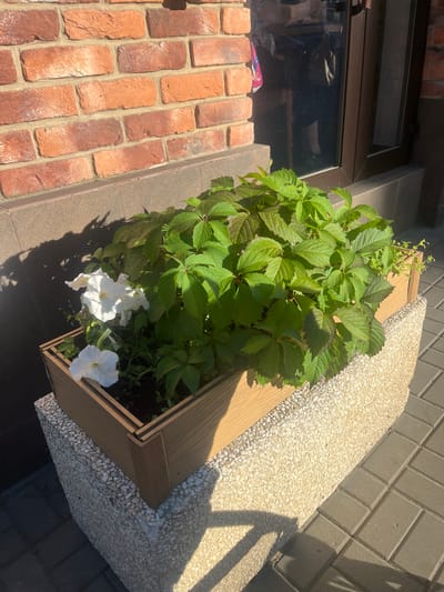 In Voronezh, Russia, a sunlit outdoor scene features a planter box filled with lush green foliage and white flowers. The planter box, made of a light-colored wood with a textured, pebble-like base, sits on a stone pedestal. Behind the planter, a brick wall of varying reddish-brown hues is visible. A window with reflections of people and objects is partially visible to the right. The ground is paved with gray rectangular tiles. Shadows from the plants and possibly overhead structures are cast across the scene.