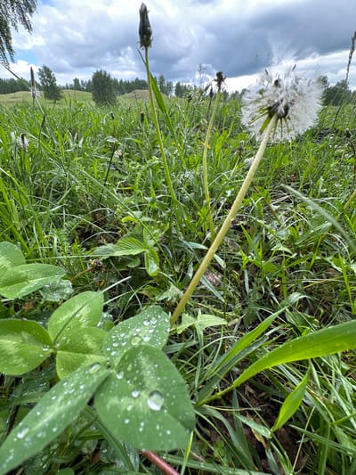 This is a close-up, low-angle photograph of a grassy meadow in Abzakovo, Russia. The foreground is dominated by clover leaves glistening with dew drops. In the mid-ground, a dandelion in its seed-head stage, also wet with dew, stands tall. Behind it, other wildflowers and grasses create a lush green tapestry. The background features rolling hills dotted with trees under a cloudy sky. The lighting suggests a natural outdoor environment, possibly after a rain shower, given the presence of dew and the overcast sky. There are no people or animals visible in the image.