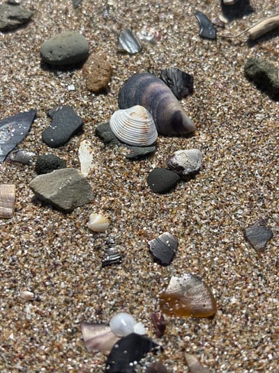 The image shows a close-up view of a sandy beach with various seashells and pebbles scattered across the surface. The sand is composed of fine grains with a mixture of light and dark colors, interspersed with fragments of shells. Several distinct objects are visible, including a large, smooth, gray pebble in the upper left quadrant; a smaller, rough, brown pebble to its right; and a collection of larger, dark-colored pebbles and shell fragments in the center and right portions of the frame. A white, ribbed seashell is prominently featured near the center, with a larger, dark, iridescent shell nearby. The lighting suggests an outdoor environment, likely during daylight. The overall scene depicts a natural beach environment, consistent with the coastline of Rezovo, Bulgaria, known for its rocky shores and diverse marine debris. There are no people or discernible actions taking place in the image.