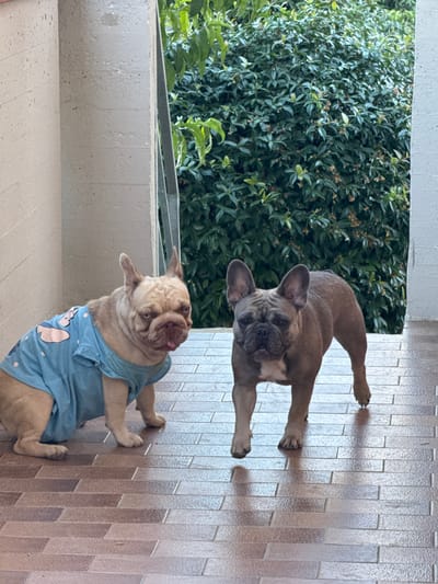 The image shows two French Bulldogs standing on a tiled patio, with lush green foliage in the background. The dog on the left is a fawn-colored French Bulldog wearing a blue t-shirt with a cloud pattern. It is partially sitting and looking to the right. The dog on the right is a grey French Bulldog, standing and looking forward. The patio is made of rectangular tiles with a reddish-brown hue. To the left of the dogs is a concrete pillar and to the right is a white wall. The scene appears to be an outdoor area, possibly a balcony or a patio in a residential setting. The image does not provide information to determine its specific location within San Benedetto del Tronto, Italy.