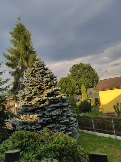 The image captures a suburban or semi-rural scene in Jablonec nad Nisou, Czechia, under a cloudy sky with patches of sunlight. In the foreground, a large, mature blue spruce tree with dense, layered branches dominates the left side of the frame. To its left and slightly behind, a taller, thinner evergreen tree with a more wispy appearance is visible. In the midground, a dark-colored car is parked behind a line of bushes. Beyond that, a wooden fence runs horizontally across the scene. To the right of the fence, a vibrant yellow building with a dark-colored roof is prominent. Adjacent to the yellow building, a dark-colored roofed structure with an attached carport is present. Behind these structures, a dense stand of mature green trees forms a backdrop. The sky is overcast with dark gray clouds, but shafts of warm sunlight illuminate the right side of the yellow building and parts of the trees. The overall impression is a quiet residential area on a day with variable weather.
