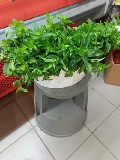 In Bilhorod-Dnistrovskyi, Ukraine, a large bunch of fresh mint is displayed in a white bucket, which is placed on a grey plastic stool. The stool is positioned on a tiled floor. To the left of the stool, a red plastic crate is visible. In the background, a brown cardboard box containing tomatoes can be seen, along with a red surface that appears to be a counter or shelf. The lighting suggests an indoor setting, possibly a market or grocery store.