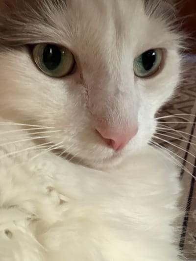This is a close-up, portrait-style photograph of a white cat. The cat's face is the primary subject, filling the frame and oriented slightly on its side. Its fur is long and fluffy, predominantly white with hints of grey or light brown visible around the edges of its face. The cat has striking green eyes, with the left eye more prominent and looking directly at the viewer, while the right eye is partially visible and also looking forward. Its nose is a soft pink, and long, white whiskers fan out from its muzzle. The background is blurred, but appears to be a patterned surface, possibly fabric, with a diagonal zigzag pattern in muted colors. The lighting suggests an indoor setting, likely in daylight. There are no people, text, or specific indications of the time of day or weather conditions, other than the impression of indoor light. The overall mood conveyed is one of gentle curiosity and calm. The location context of Vysokoye, Russia, provides a geographical reference but no specific visual cues within the image itself.