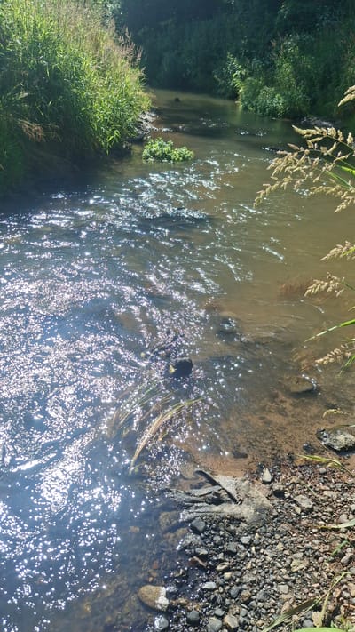 This is a high-angle, eye-level, medium shot of a sun-dappled shallow stream flowing through a rural area. The water is clear, revealing a rocky, sandy bottom and several submerged stones. Lush green grass and reeds line the left bank, with more dense foliage forming a dark canopy further back. The right bank is a mixture of pebbles, rocks, and dry grass stalks. Sunlight glints off the water's surface, creating a shimmering effect. There are no people or animals visible in the image, and no specific actions or interactions are depicted. The scene appears to be located in a natural, undeveloped setting, consistent with the rural environment of Дзяржынскі сельскі Савет, Belarus.