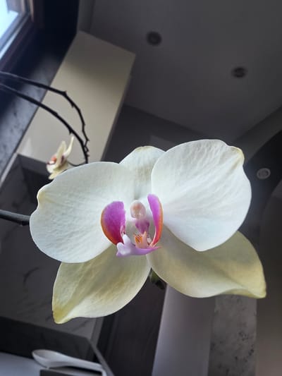 A white Phalaenopsis orchid bloom, featuring a prominent pink and orange labellum, is centrally positioned and in sharp focus, supported by a slender, dark stem. A second, smaller, out-of-focus white orchid bloom is visible further back and to the left. The indoor scene is illuminated by natural light from a window on the left, revealing a bright exterior beyond. The upper background displays a light-colored ceiling with two recessed circular light fixtures. A rectangular, light-toned surface or object is situated in the mid-ground to the right. In the lower left, a white spoon-like object rests on a dark surface. The image depicts an interior in Yagodovo, Bulgaria.