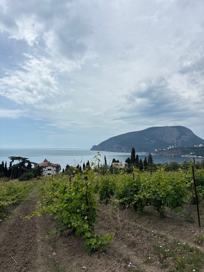 The image depicts a vineyard in the foreground, with rows of green grapevines stretching into the distance. The soil is dark brown and appears tilled. Beyond the vineyard, the sea is visible, with calm, blue water meeting the horizon under a cloudy sky. On the left side of the image, a white building with a reddish-brown roof sits amongst cypress trees overlooking the sea. Further in the distance, a large, verdant mountain dominates the right side of the scene. Several buildings and structures are scattered along the coastline at the base of the mountain. The location is identified as the city of Chaika, Ukraine.