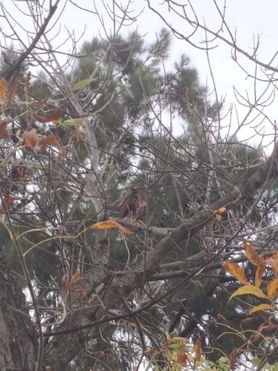 The image presents an upward view into a dense tree canopy under an overcast sky. Central to the composition is a bird's nest, constructed from twigs and other natural materials, nestled within the intricate network of branches. Inside the nest, a bird is partially visible, primarily its back and head, camouflaged by the surrounding foliage and nest structure. The bird appears to be a raptor or a similar species, displaying patterned plumage of streaky dark brown and lighter tones.
The canopy comprises a mix of tree types: a conifer, likely a pine, with its dark green needles forming a textured backdrop, and a deciduous tree featuring numerous bare, intertwining branches. Several dried, yellowish-orange leaves and some reddish-brown, elongated pods or seed structures are still clinging to the deciduous branches, suggesting a late autumn or early winter season. The sky is bright and uniformly gray, indicating an overcast day with soft, diffuse light and no direct sunlight. The scene depicts a natural, arboreal environment. There is no visible text in the image. The location context is Villa Domínico, Argentina.