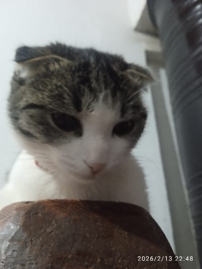 The image captures a close-up, low-angle shot of a domestic cat with distinctive folded ears, suggesting a Scottish Fold breed or mix. The cat's fur is primarily white on its face and chest, with a dark tabby pattern (mix of dark grey, black, and possibly some brown stripes) covering its head and ears. Its eyes are dark and appear to be looking downwards and slightly to the right, giving it a focused or contemplative expression. A hint of a reddish or pink collar is visible around its neck.
The cat is positioned behind or on top of a prominent dark brown, irregularly shaped wooden object that takes up the bottom portion of the frame. Only the cat's head, shoulders, and upper body are clearly visible above this object.
The background is simple, consisting mostly of a light, possibly white or off-white wall. To the far right, a dark, vertically ribbed or textured object is partially visible, which could be part of furniture, a container, or architectural detail. The lighting appears to be soft and indirect, creating some subtle shadows on the cat's face.
In the bottom right corner of the image, a timestamp is visible: "2026/2/13 22:48".