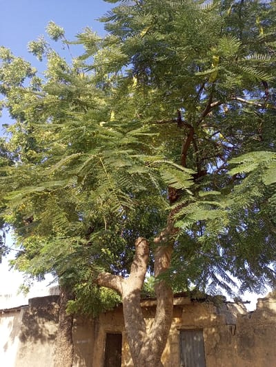 A large tree with compound leaves dominates the frame against a bright blue sky. Some seed pods hang from branches. Below, a weathered building with a small door and a shuttered window stands in its shade. The building's earthen walls show signs of age and wear. The tree’s trunk is thick and splits into multiple stems near the base, nestled against the building. The image captures a scene of natural growth intertwined with human construction.