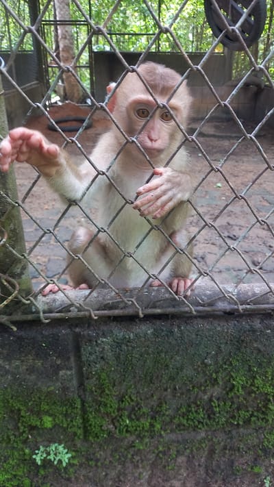 A monkey with tan fur is positioned within a cage constructed of wire mesh. It grips the wires with its hands and feet. To the right of the cage, a concrete wall is visible, covered with patches of green moss. The location is likely Takdat, Thailand.