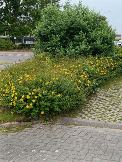 The image captures a scene in Leuven, Belgium, featuring a roadside area with a dense hedge of flowering Hypericum shrubs bearing numerous yellow blossoms. Behind the hedge, a large green tree dominates the background, with a building and a street visible further back. The foreground consists of a paved area with interlocking concrete blocks, suggesting a parking lot or walkway. A concrete curb separates the paved area from the vegetated section. A signpost with numbers and arrows is partially visible in the distance, near the building. The sky is overcast. There are no people visible in the image, and no discernible actions or interactions are taking place. The environment appears to be an urban or suburban setting, possibly adjacent to a business or residential area.