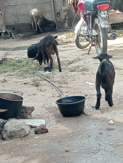 The image depicts an outdoor scene with several goats and a motorcycle. In the background, a light-colored goat is lying down near a rough-textured wall. In the middle ground, two darker goats are visible; one is lying down and appears to be eating, while the other is standing. A black motorcycle is parked to the right, with its rear wheel and exhaust pipe prominently featured. In the foreground, a young black goat is standing and facing away from the camera, with a black bucket to its left and another bucket to its right. The ground is dirt and appears somewhat dry, with scattered debris and some patches of green grass. There are also several rocks of varying sizes in the foreground. The scene appears to be a casual, rural setting, likely in Gwagwalada, Nigeria, given the context. The lighting suggests it is daytime, possibly late afternoon, with the sun casting shadows. There are no people visible in the image. A timestamp in the bottom left corner reads "2026/06/27 16:25".