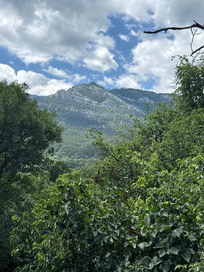 This image depicts a natural landscape dominated by a large, rocky mountain range in the background, covered in dense green foliage. In the foreground and midground, a thick canopy of various green trees and bushes obscures much of the view, with some branches and leaves extending into the frame. The sky above is partly cloudy, with white cumulus clouds against a blue sky. The scene appears to be a natural, undeveloped area, possibly a park or a hiking trail, located outside of the urban environment of Yalta, Ukraine. There are no people or man-made structures clearly visible in the image.
