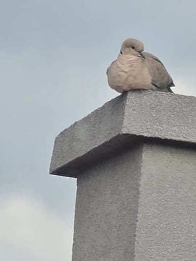 A mourning dove rests on the edge of a concrete structure, likely a building or monument. The dove is light brown with a small head tucked into its body, possibly sleeping. The concrete structure is gray and weathered. The background is a light blue-gray sky. The image doesn't provide enough information to specifically identify the location as Yagodovo, Bulgaria, or a particular monument or building.