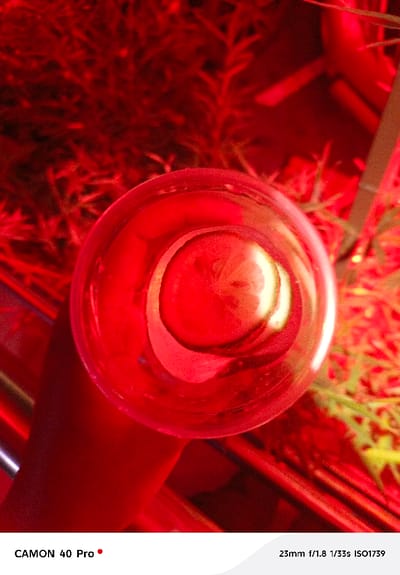 The image displays an overhead perspective of a clear, cylindrical drinking glass containing a transparent liquid and a single, circular slice of citrus fruit (consistent with lemon or lime) floating on the surface. The scene is enveloped in intense artificial red light, rendering all visible elements in shades of red. A human hand, partially visible and also illuminated red, grips the lower part of the glass. The background is out of focus, showing blurred green foliage or decorative plants, along with indistinct linear forms that suggest furniture or structural elements. The setting is consistent with an interior space, such as a bar, lounge, or restaurant, located within the city of Nakuru, Kenya.