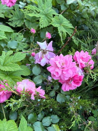 A close-up shot captures a cluster of vibrant pink roses in bloom, nestled amongst lush green foliage. The roses exhibit varied stages of openness, from tightly furled buds to fully bloomed flowers with intricate petal formations. Scattered amongst the roses are delicate sprigs of evergreen with small, blue-green berries. The background is a dense tapestry of green leaves, some of which show signs of insect damage. A single, thorny brown stem extends diagonally across the frame, adding a rustic element to the composition. The scene suggests a garden setting, potentially in Obukhivka, Ukraine, given the provided context. No people are visible in the image.