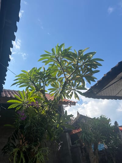 The image depicts a lush green tree with broad leaves and purple flowers, possibly orchids, set against a bright blue sky with scattered white clouds. The tree is growing in front of traditional Balinese architecture, characterized by terracotta tile roofs and intricately carved wooden eaves. Some of the buildings appear to be part of a temple complex or traditional housing in the village of Blahbatuh, Indonesia. The scene is bathed in sunlight, creating dappled shadows on the leaves and structures, suggesting it was taken during the day. The foreground is partially obscured by dark wooden eaves from a nearby structure, creating a framing effect. The overall impression is one of tropical serenity and cultural richness.