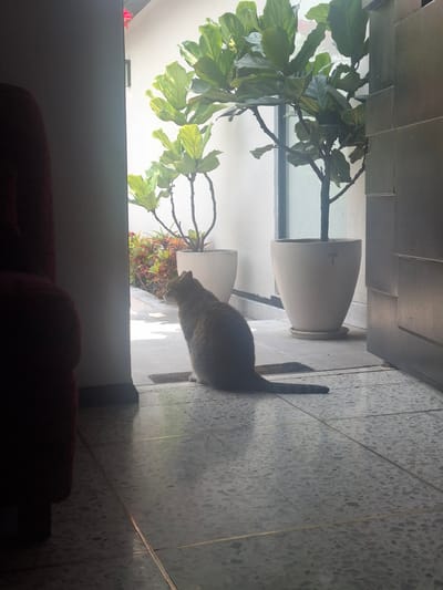 A domestic cat stands on a tiled floor between two large potted plants. The location is in Naucalpan de Juárez, Mexico, implied by the composition.