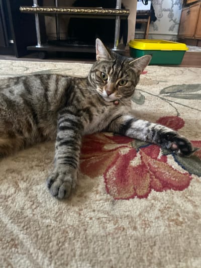 An indoor portrait captures a tabby cat lounging on a patterned rug. The cat is positioned diagonally in the frame, with its body stretching from the lower left to the upper right. Its fur displays a classic tabby pattern of gray and black stripes. The cat's head is turned towards the camera, its green eyes alert. A small red collar with a bell is visible around its neck. The cat's right front paw is extended forward, resting on the rug, while its left paw is tucked beneath its body. The rug features a floral design with large red and pink flowers. In the background, out of focus, a piece of furniture with a metallic decorative trim is visible on the left, and a green and yellow plastic container is situated to the right of the cat. The scene appears to be an interior domestic setting. The image does not provide any specific information about the city of Maykop, Russia.