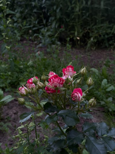The image shows a close-up of a rose bush with several pink and white roses and rosebuds. The roses are clustered together on a branch, and some are fully bloomed while others are still developing. The leaves of the rose bush are a deep green. The background is out of focus and appears to be a garden setting with dirt and other foliage. The lighting suggests it might be late afternoon or early evening, with soft, diffused light. The overall mood is natural and serene. There is no visible text in the image. The location context is Novosilka, Ukraine.