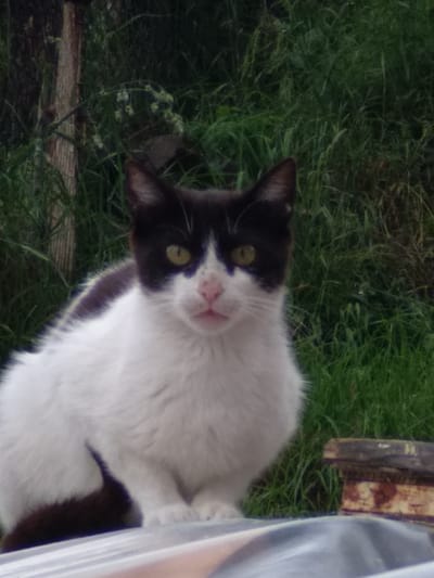 A medium shot captures a black and white cat in a semi-natural environment. The cat is positioned centrally, facing the viewer with its head tilted slightly. Its fur is predominantly white with black markings on its head, ears, and a saddle-like pattern on its back. The cat has alert green eyes, a pink nose, and visible whiskers. It appears to be sitting or resting on a surface that is not fully visible. Behind the cat, the background consists of dense green grass, suggesting an outdoor setting. To the left, a blurred wooden post is partially visible, adding to the rustic feel of the scene. The lighting is soft, with no harsh shadows. The overall impression is one of a domestic animal in a slightly unkempt, naturalistic setting. This scene is unlikely to be specifically located in Smolyan, Bulgaria, as there are no identifiable landmarks or cultural markers to suggest this location.
