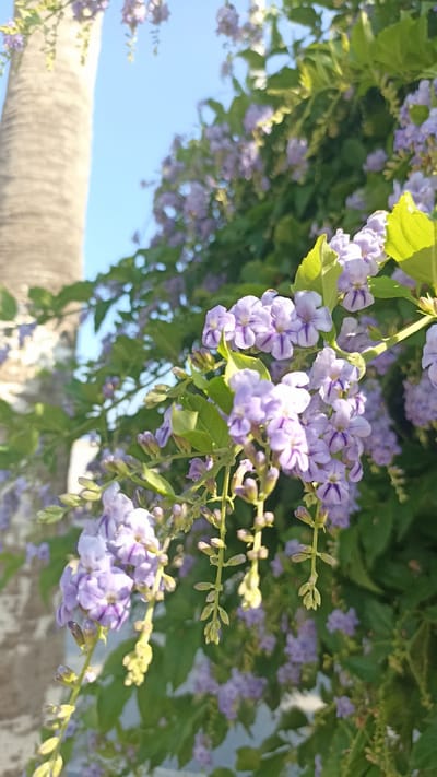 The image displays a close-up view of a flowering plant with small, delicate purple blossoms, each marked with darker purple stripes. The flowers are arranged in clusters on thin stems. Green leaves are interspersed throughout the branches. In the background, out of focus, is the textured trunk of a palm tree, and a clear blue sky. The lighting suggests it is daytime, with sunlight illuminating the flowers and leaves, casting soft shadows. The scene appears to be outdoors, possibly in a garden or natural setting, given the presence of the palm tree and foliage. No people or text are visible in the image. The overall impression is one of natural beauty and tranquility. The location context provided is Yenişehir, Turkey.