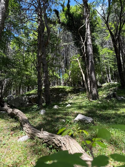 A sun-dappled forest scene in the vicinity of Žlijebi, Montenegro, features a dense canopy of tall trees, primarily pines, with some deciduous trees interspersed. The ground is covered in a thick carpet of green grass, scattered with large, grey rocks and fallen tree trunks. A prominent fallen tree branch, weathered and textured, lies in the foreground, angled across the frame. Lush green foliage, including leaves and vines, is visible throughout the image, some of which are out of focus in the foreground. Sunlight filters through the leaves, creating a play of light and shadow on the forest floor and tree trunks. The overall impression is one of a wild, natural environment.