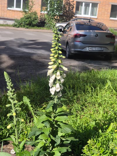 The image shows a close-up view of a plant with tall spikes of white and yellow bell-shaped flowers, likely foxgloves, growing in lush green grass. In the background, a gray car is parked on an asphalt surface, with a brick building visible to the right. The scene appears to be outdoors during the daytime, with sunlight casting shadows from trees onto the ground. The building has multiple windows and appears to be a residential or commercial structure. The license plate on the car is partially visible and reads "M073XY 10", which is a Russian license plate format. The overall setting suggests an urban or suburban environment in Petrozavodsk, Russia, possibly a residential area or a park adjacent to a street. The focus is on the flowering plant in the foreground, with the car and building serving as contextual elements in the background. The lighting and vibrant green of the grass indicate a sunny day, likely during the warmer months.